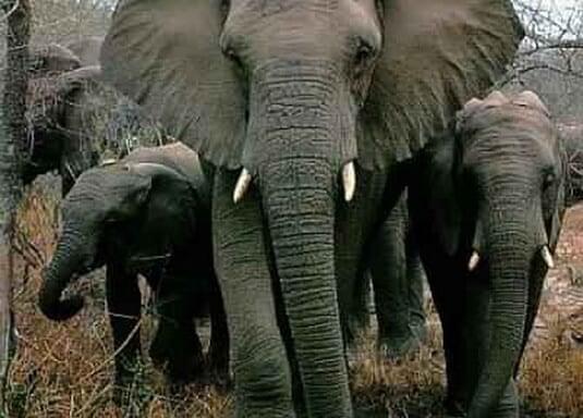 Army of Elephants 14