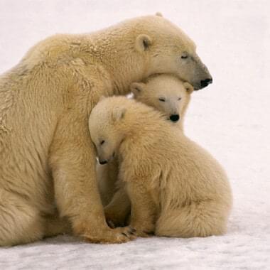 Misconceptions about Animals Rights 1