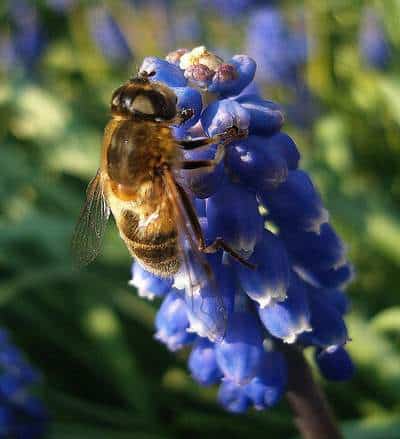 Heal Yourself By Honey 3