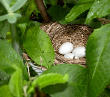 A bird's nest 1