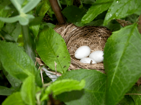 A bird's nest 1