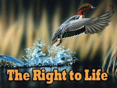 The Right to Life 3