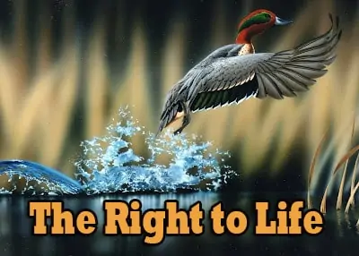 The Right to Life 1