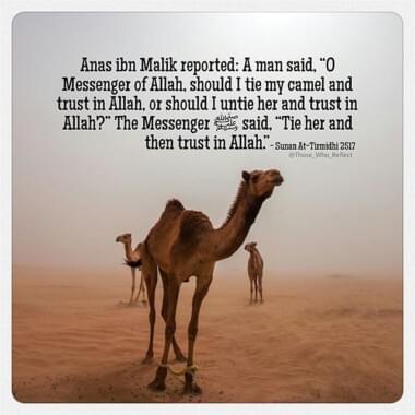Tie it and put your trust in Allah 15