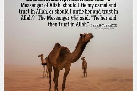 Tie it and put your trust in Allah 7