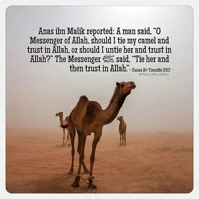 Tie it and put your trust in Allah 1