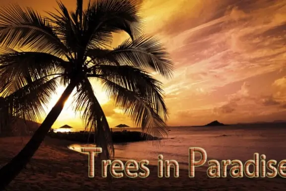 Trees in Paradise 3