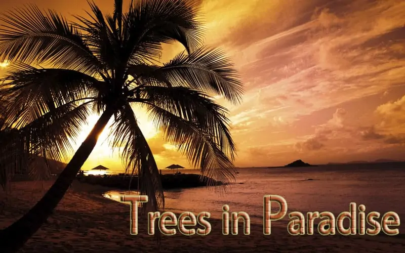 Trees in Paradise 1